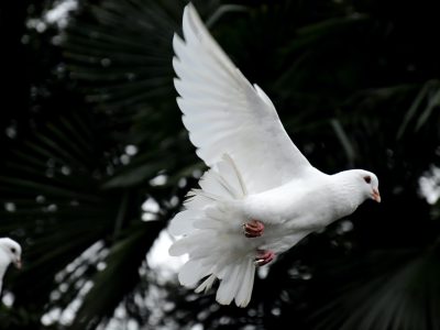 two white doves flying