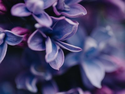 a bunch of purple flowers with water droplets on them