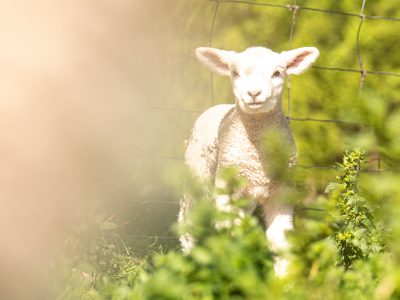 a lamb standing in the grass behind a fence