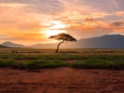 tree between green land during golden hour