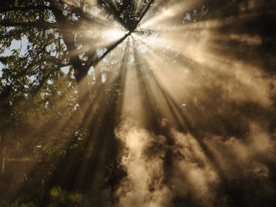 sun rays coming through trees