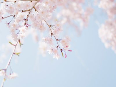 selective focus photography of pink petaled flower