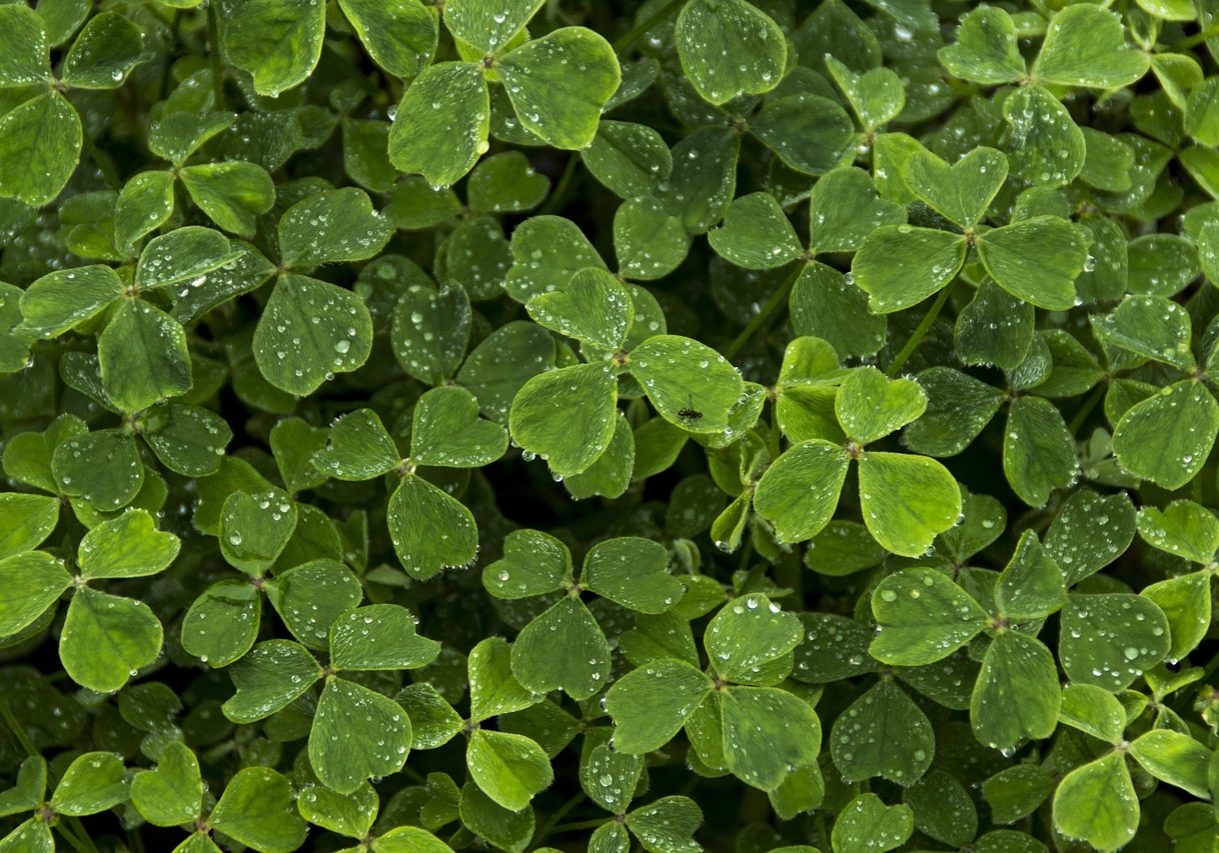 clover, leaf, white clover, saint, desktop, oxalis tuberosa, irish, luck, 17, 17th, march, patrick, white, calendar, celebration, date, day, design, event, green, ireland, paper, shamrock, st, card, culture, decoration, four, happy, holiday, month, realistic, sign, spring, note, reminder, symbol, cubio, oca, uqa, new zealand yam, green happy, green paper, green news, green design, green calendar, green event, green culture, green happiness, green note, green new, nature, green celebrate, march, march, march, march, march