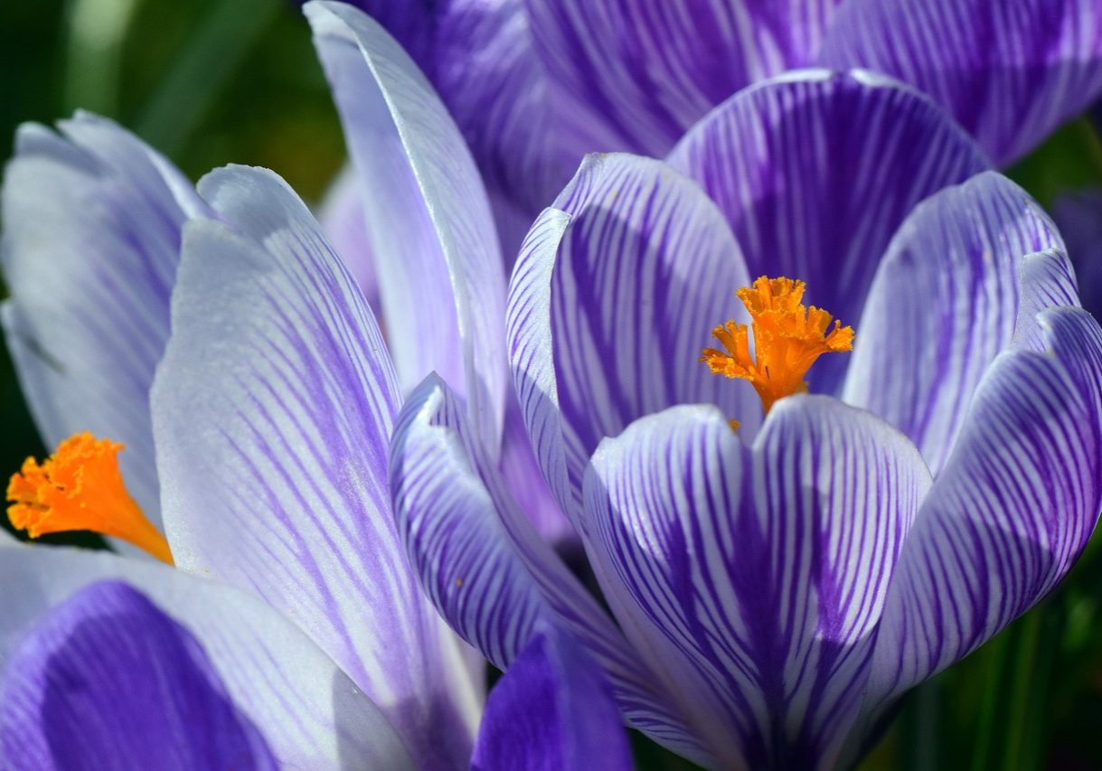 crocus, spring, purple