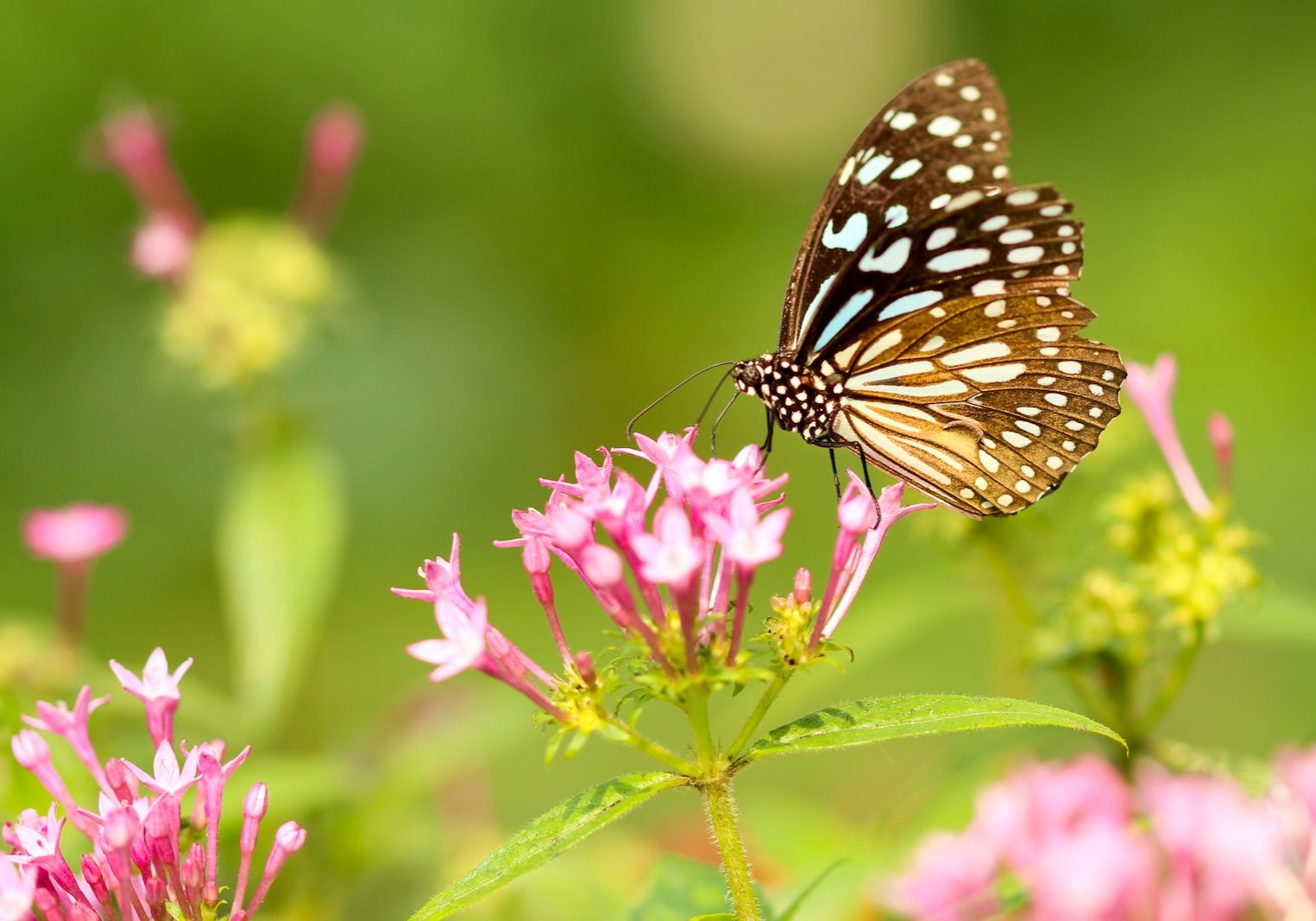 butterfly in flower during daytime