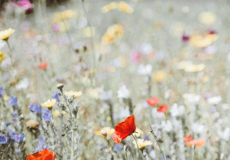 selective focus photography of red petaled flower