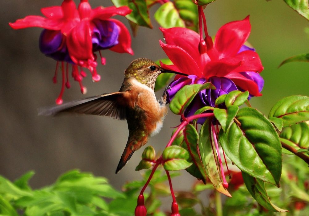 wildlife photography of brown hummingbird near red petaled flower